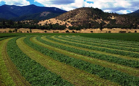 Alfalfa fields with mountains